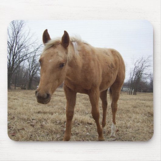 Neugieriger Colt Mousepad (Vorne)