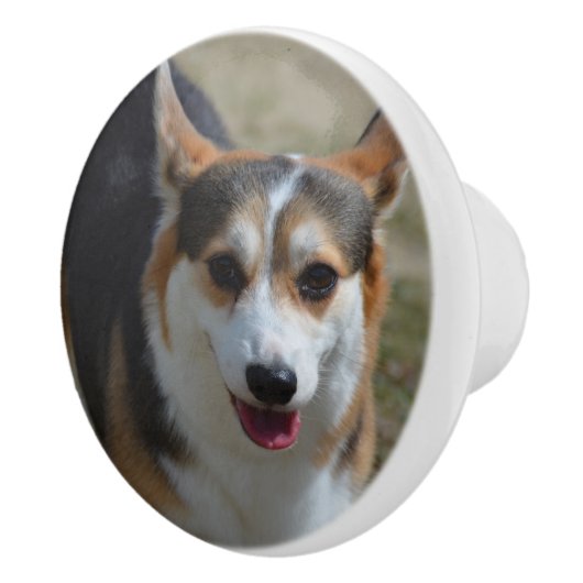 Neugieriger Corgi Keramikknauf (Rechts)