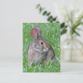 Neugieriger Cottontail Postkarte (Stehend Vorderseite)