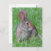 Neugieriger Cottontail Postkarte (Vorne/Hinten)