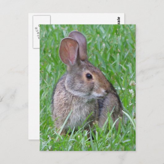 Neugieriger Cottontail Postkarte (Vorne/Hinten)