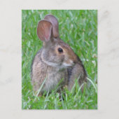 Neugieriger Cottontail Postkarte (Vorderseite)