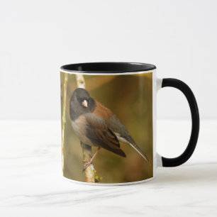Neugieriger, dunkel-Mit Augen Junco Sparrow Songbi Tasse