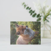 Neugieriger Fuchs Postkarte (Stehend Vorderseite)