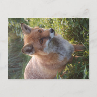 Neugieriger Fuchs Postkarte