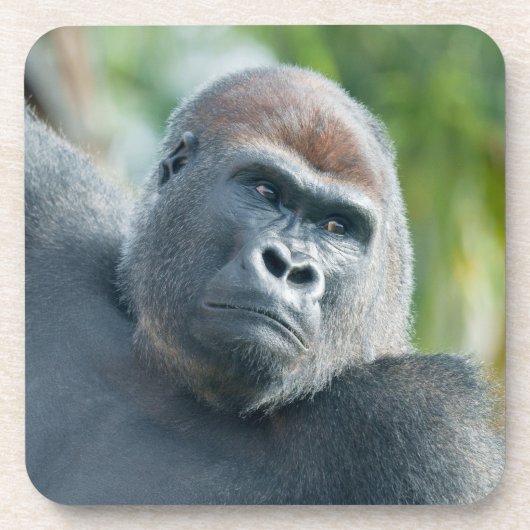 Neugieriger Gorilla steht aufrecht Getränkeuntersetzer (Vorderseite)