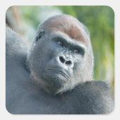Neugieriger Gorilla steht aufrecht Quadratischer Aufkleber (Vorderseite)
