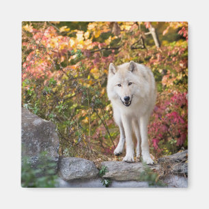 Neugieriger grauer Wolf Magnet