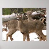 Neugieriger Hirsch Poster (Vorne)