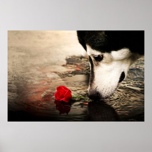 Neugieriger Hund und Rote Rose Poster (Vorne)