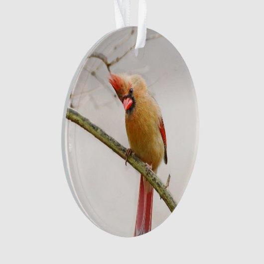 Neugieriger Kardinal Ornament (Vorderseite)