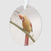 Neugieriger Kardinal Ornament (Vorderseite)