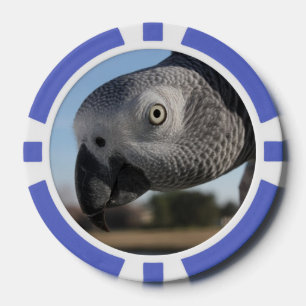 Neugieriger Kongo-Afrikanischer Grauer Papagei Pokerchips