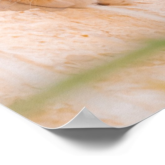 Neugieriger Malteser Morgen Poster (Ecke)