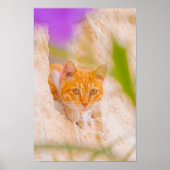 Neugieriger Malteser Morgen Poster (Vorne)