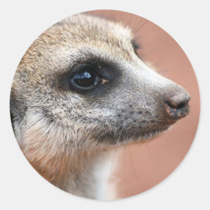 Neugieriger Meerkat Aufkleber