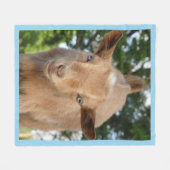 Neugieriger nigerianischer Zwerg Milchziege Kind Fleecedecke (Vorderseite (Horizontal))