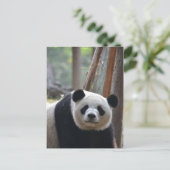 Neugieriger Panda-Bär Postkarte (Stehend Vorderseite)