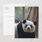 Neugieriger Panda-Bär Postkarte (Vorne/Hinten)