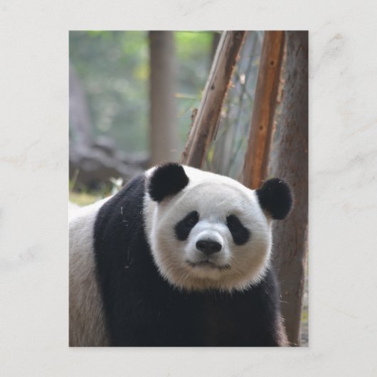 Neugieriger Panda-Bär Postkarte (Vorderseite)