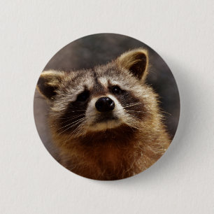 Neugieriger Raccoon Button
