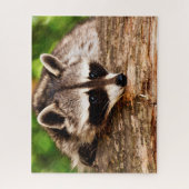 Neugieriger Raccoon, Jigsaw Puzzle (Vertikal)