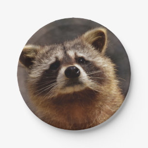 Neugieriger Raccoon Pappteller