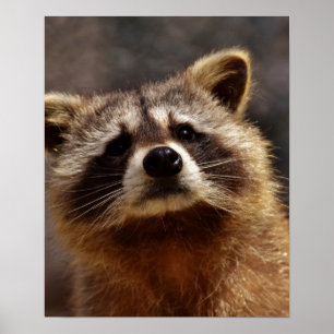 Neugieriger Raccoon Poster