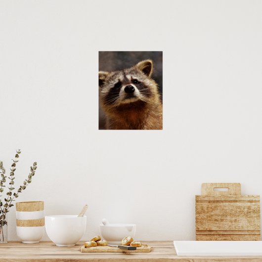 Neugieriger Raccoon Poster (Küche)