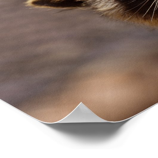 Neugieriger Raccoon Poster (Ecke)