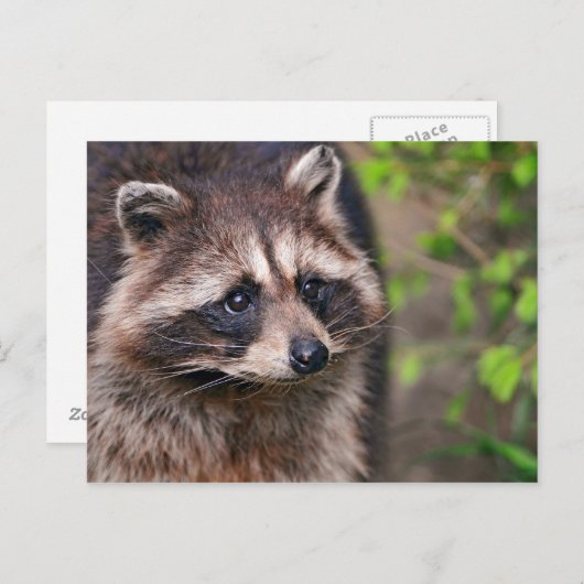 Neugieriger Raccoon Postkarte (Vorne/Hinten)