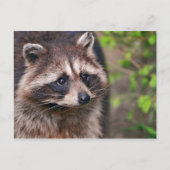 Neugieriger Raccoon Postkarte (Vorderseite)