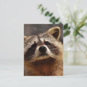 Neugieriger Raccoon Postkarte (Stehend Vorderseite)