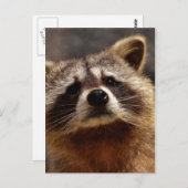 Neugieriger Raccoon Postkarte (Vorne/Hinten)