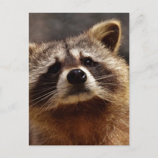 Neugieriger Raccoon Postkarte (Vorderseite)