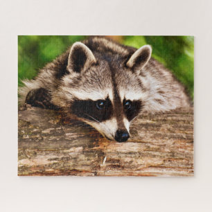 Neugieriger Raccoon, Puzzle