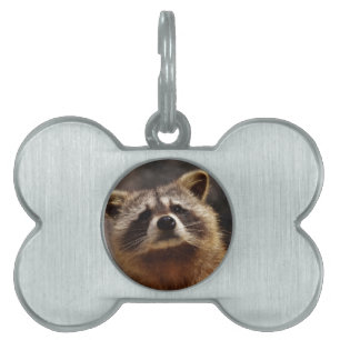 Neugieriger Raccoon Tiermarke