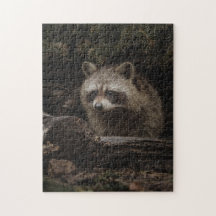 Neugieriger Racoon im Puzzle des Waldtieres