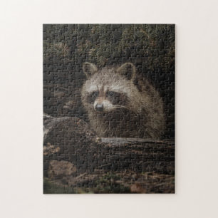 Neugieriger Racoon im Puzzle des Waldtieres
