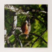 Neugieriger Robin Puzzle (Horizontal)