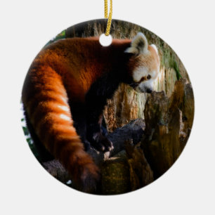 neugieriger roter Panda Keramik Ornament