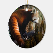 neugieriger roter Panda Keramik Ornament (Links)