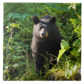 Neugieriger schwarzer Bär Fliese (Vorderseite)