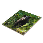 Neugieriger schwarzer Bär Fliese (Seite)
