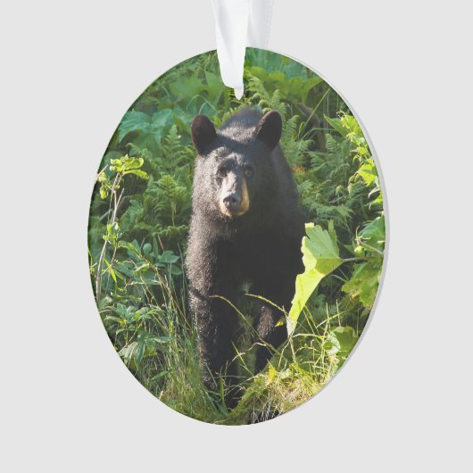 Neugieriger schwarzer Bär Ornament (Vorderseite)