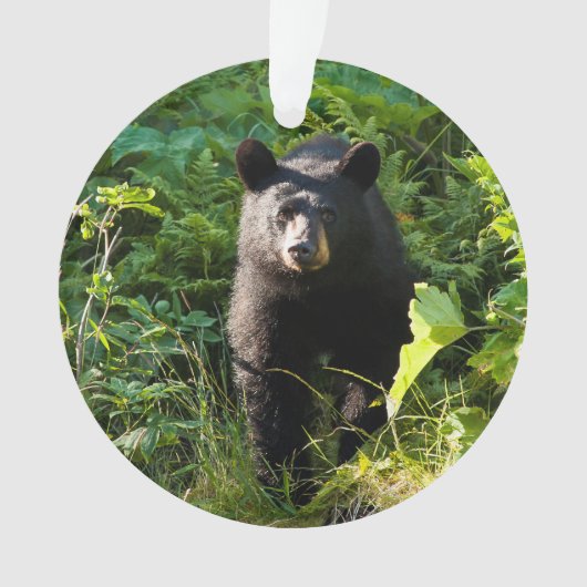 Neugieriger schwarzer Bär Ornament (Vorderseite)