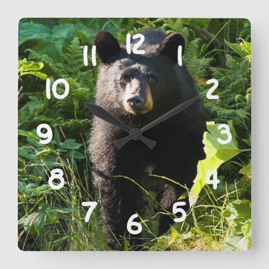 Neugieriger schwarzer Bär Quadratische Wanduhr (Vorderseite)