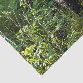 Neugieriger schwarzer Bär Seidenpapier (Ausschnitt)