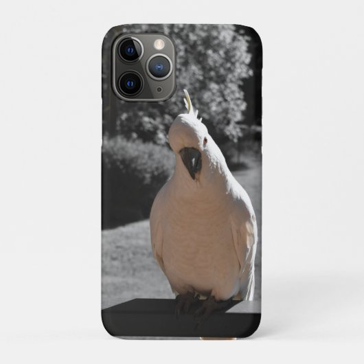 Neugieriger Schwefelkakas Case-Mate iPhone Hülle (Rückseite)