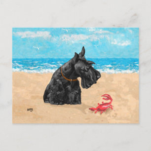 Neugieriger Scottie am Strand Postkarte